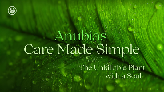 Anubias Plant Aquatic Care Made Simple — The Unkillable Plant with a Soul
