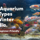 Best Aquarium Fish Types for Winter in India (Hardy & Beginner-Friendly)