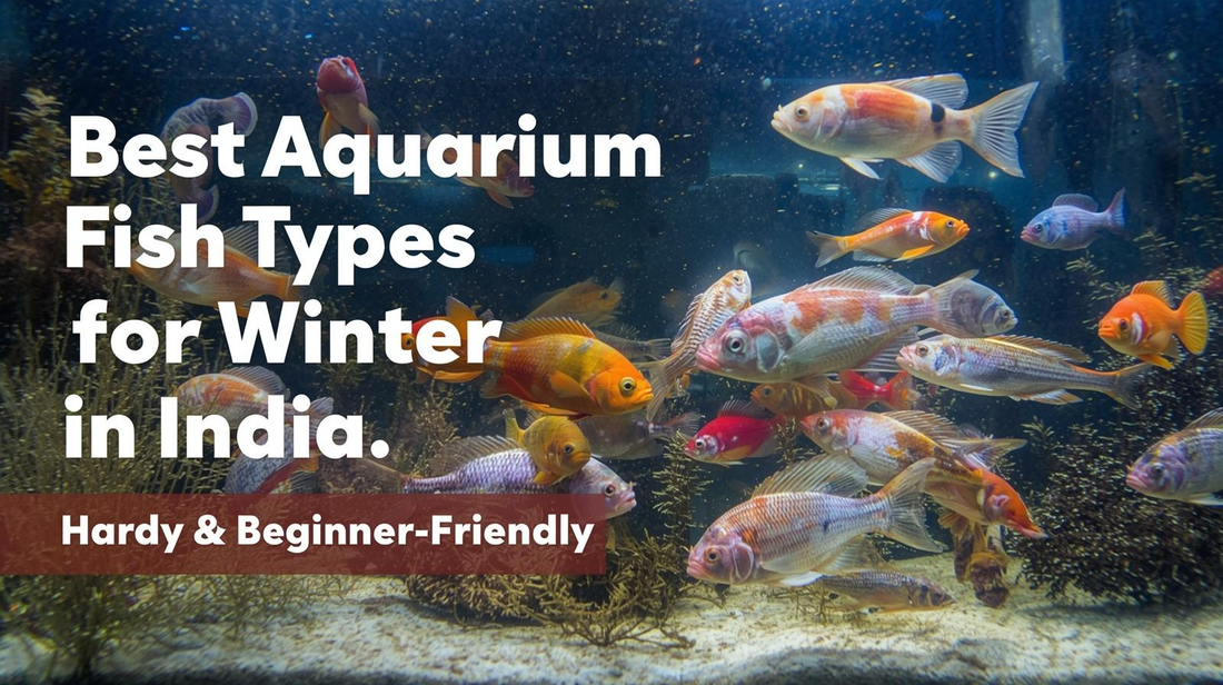Best Aquarium Fish Types for Winter in India (Hardy & Beginner-Friendly)