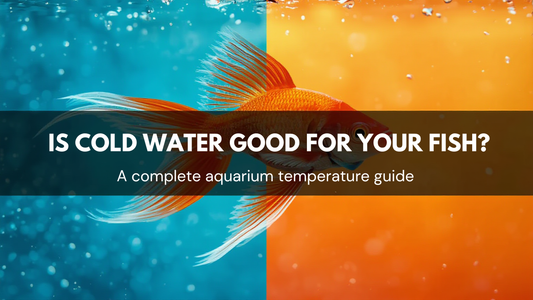 Is Cold Water Good for Your Fish? A Complete Aquarium Temperature Guide