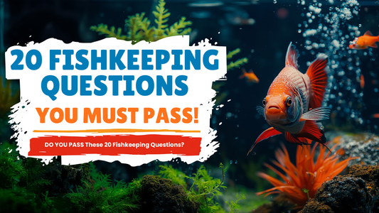 “20 Fishkeeping Questions Every Aquarist MUST Pass (Or Stop Keeping Fish!)”