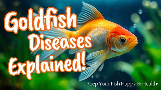 what is the Yearly summer illness in goldfish ?