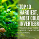 Top 10 Hardiest Most Colourful Invertebrates for Your Tank