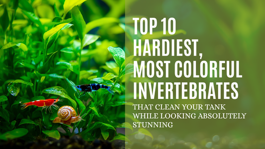 Top 10 Hardiest Most Colourful Invertebrates for Your Tank