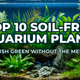 Top 10 Soil-Free Aquarium Plants: Lush Green Without the Mess