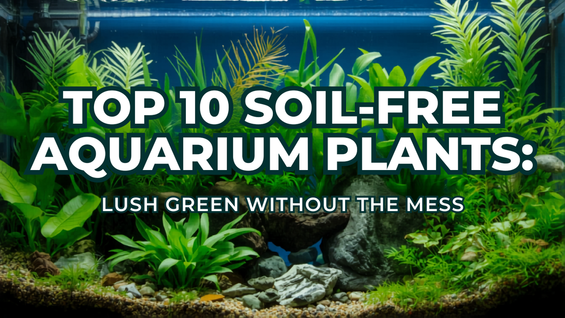 Top 10 Soil-Free Aquarium Plants: Lush Green Without the Mess