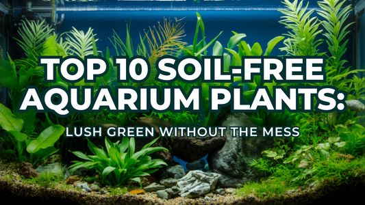 Top 10 Soil-Free Aquarium Plants: Lush Green Without the Mess
