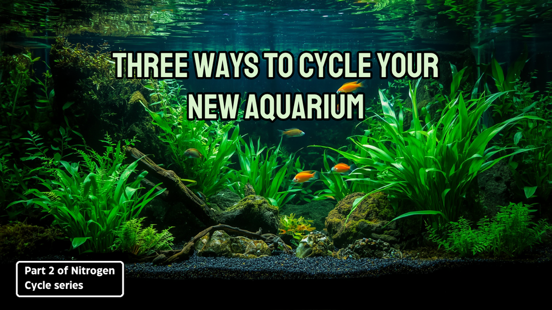 Three Ways to Cycle Your New Aquarium: Part 2 of the Nitrogen Cycle Series
