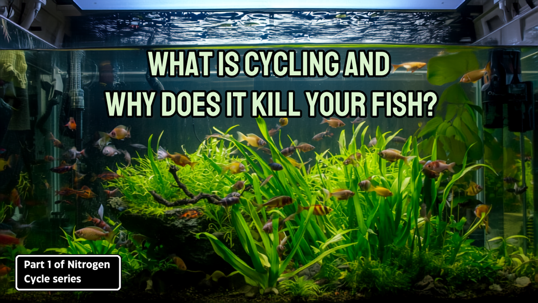What Is Cycling and Why Does It Kill Your Fish?: Part 1 of Nitrogen Cycle series