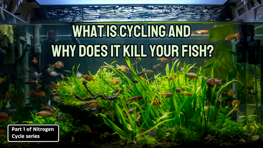 What Is Cycling and Why Does It Kill Your Fish?: Part 1 of Nitrogen Cycle series