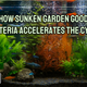 How Sunken Garden Good Bacteria Accelerates The Cycle. Aquarium Products India