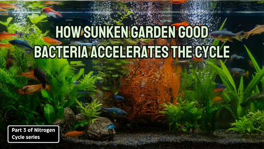 How Sunken Garden Good Bacteria Accelerates The Cycle. Aquarium Products India