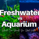 “Freshwater vs Saltwater Aquarium: Which One Should You Start With?”