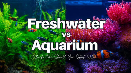 “Freshwater vs Saltwater Aquarium: Which One Should You Start With?”