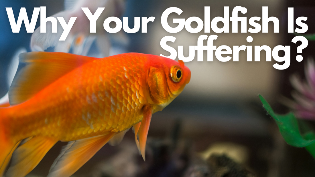 Why Your Goldfish Is Suffering—And What No One Tells You About Proper Care