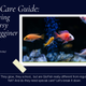 GloFish Care Guide – The Glowing Controversy Turned Beginner Favorite