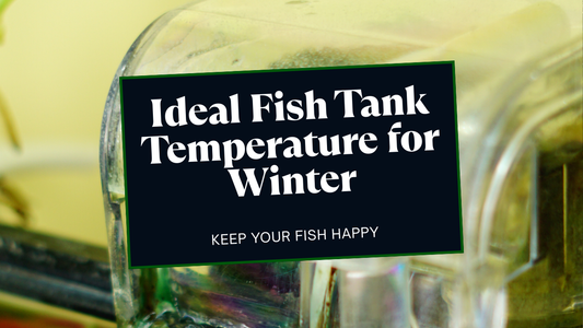 What is the perfect fish tank temperature for indian winters ?