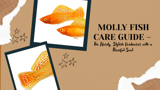 Molly Fish Care Guide – The Hardy, Stylish Livebearer with a Peaceful Soul