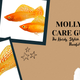 Molly Fish Care Guide – The Hardy, Stylish Livebearer with a Peaceful Soul