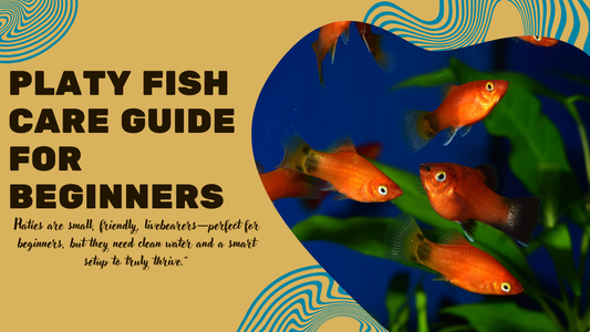 Platy Fish Care Guide – The Peaceful, Colorful Starter Fish That Never Disappoints