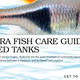 Rasbora Fish Care Guide – The Underrated Schooling Jewel for Planted Tanks