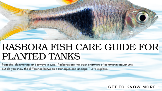 Rasbora Fish Care Guide – The Underrated Schooling Jewel for Planted Tanks