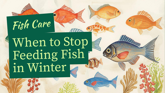 when should i stop feeding my fish in winter? winter feeding mistakes