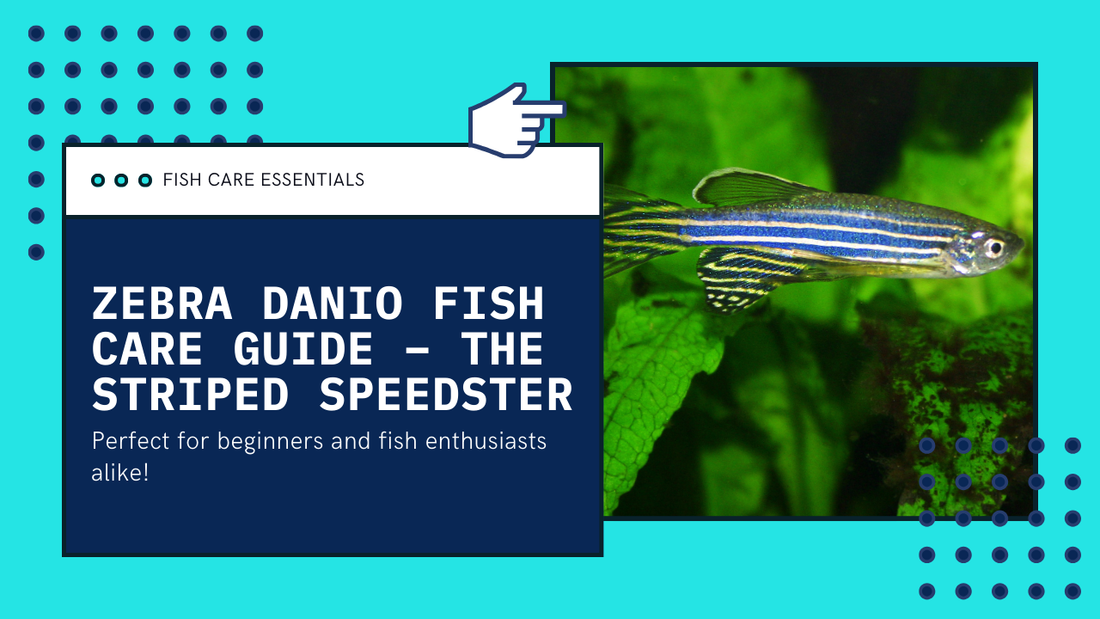 Zebra Danio Fish Care Guide – The Striped Speedster Every Beginner Should Know