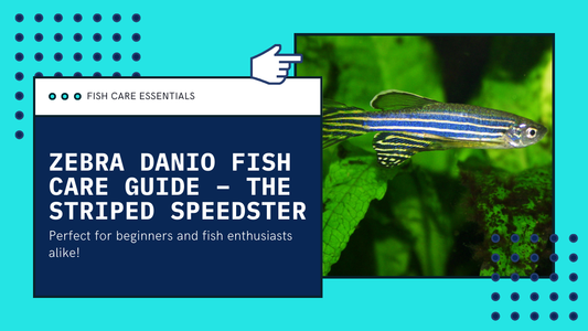 Zebra Danio Fish Care Guide – The Striped Speedster Every Beginner Should Know