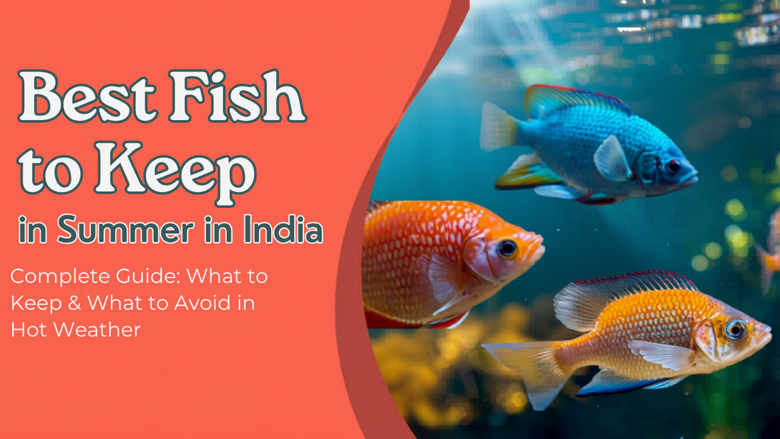 Best Fish for Summer in India (Complete Guide) – What to Keep & What to Avoid in Hot Weather