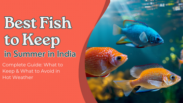 Best Fish for Summer in India (Complete Guide) – What to Keep & What t ...