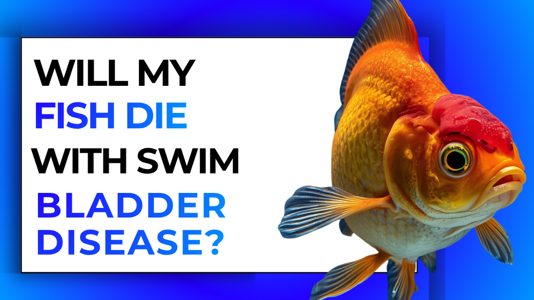 Will my fish die with swim bladder disease?