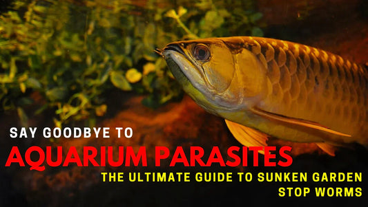 Say Goodbye to Aquarium Parasites: The Ultimate Guide to Sunken Garden Stop Worms