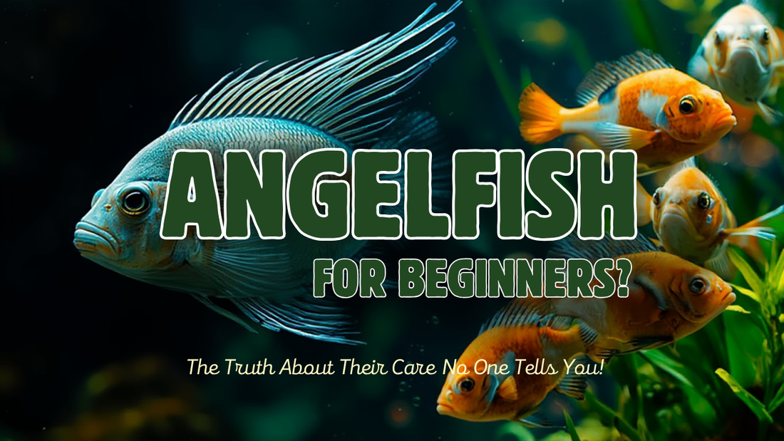 Angelfish Are Not for Beginners? The Truth About Their Care No One Tells You!