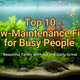 Top 10 Low-Maintenance Fish for Busy People