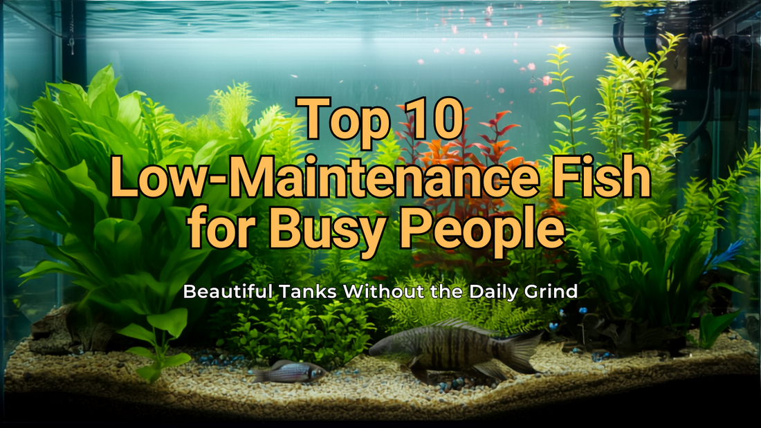 Top 10 Low-Maintenance Fish for Busy People