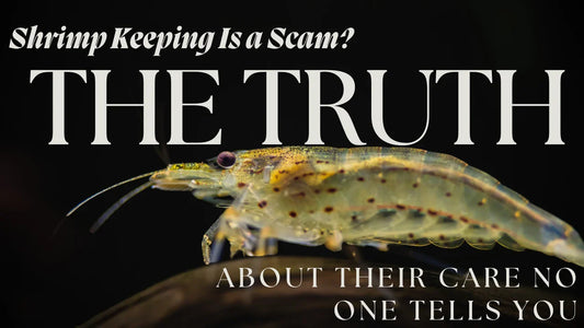 Shrimp Keeping Is a Scam? The Truth About Their Care No One Tells You