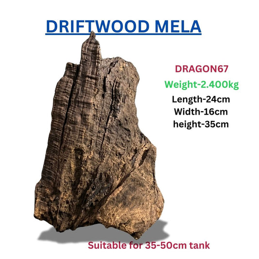 Driftwood DRAGON 67