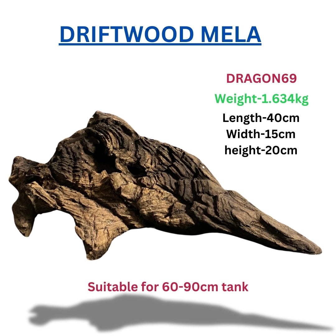 Driftwood DRAGON 69