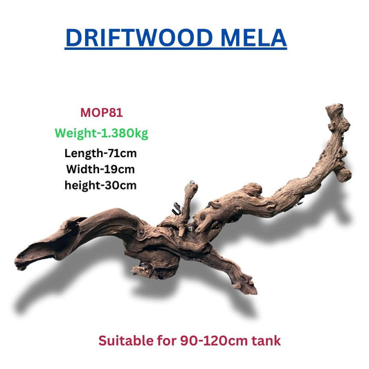 Driftwood MOP81