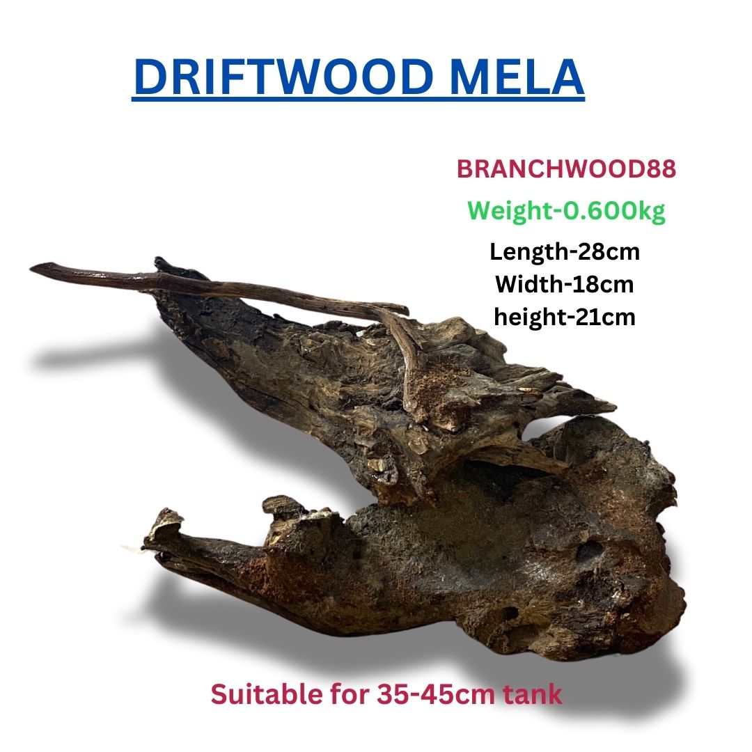 Driftwood BRANCHWOOD 88