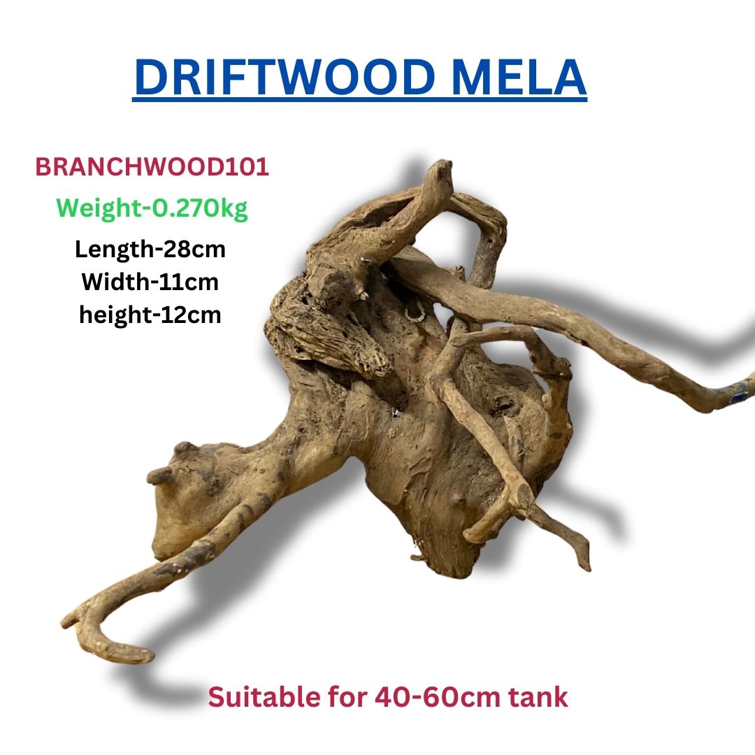 Driftwood BRANCHWOOD 101