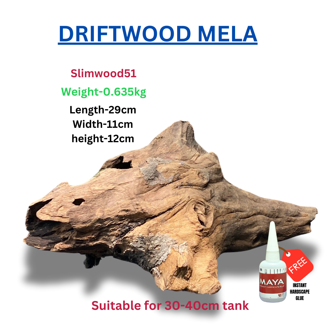 Driftwood BRANCHWOOD 051