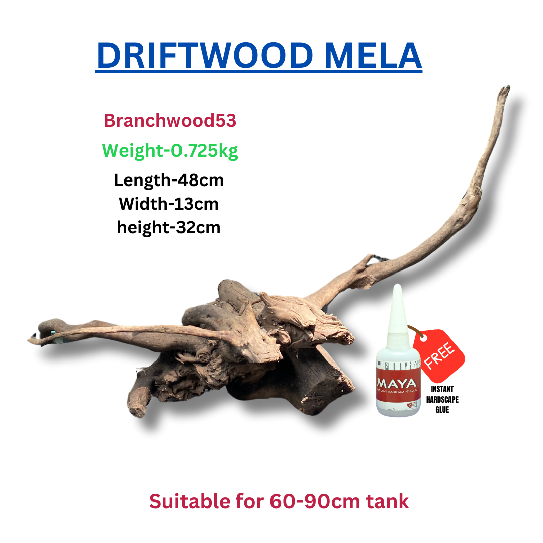 Driftwood BRANCHWOOD 053