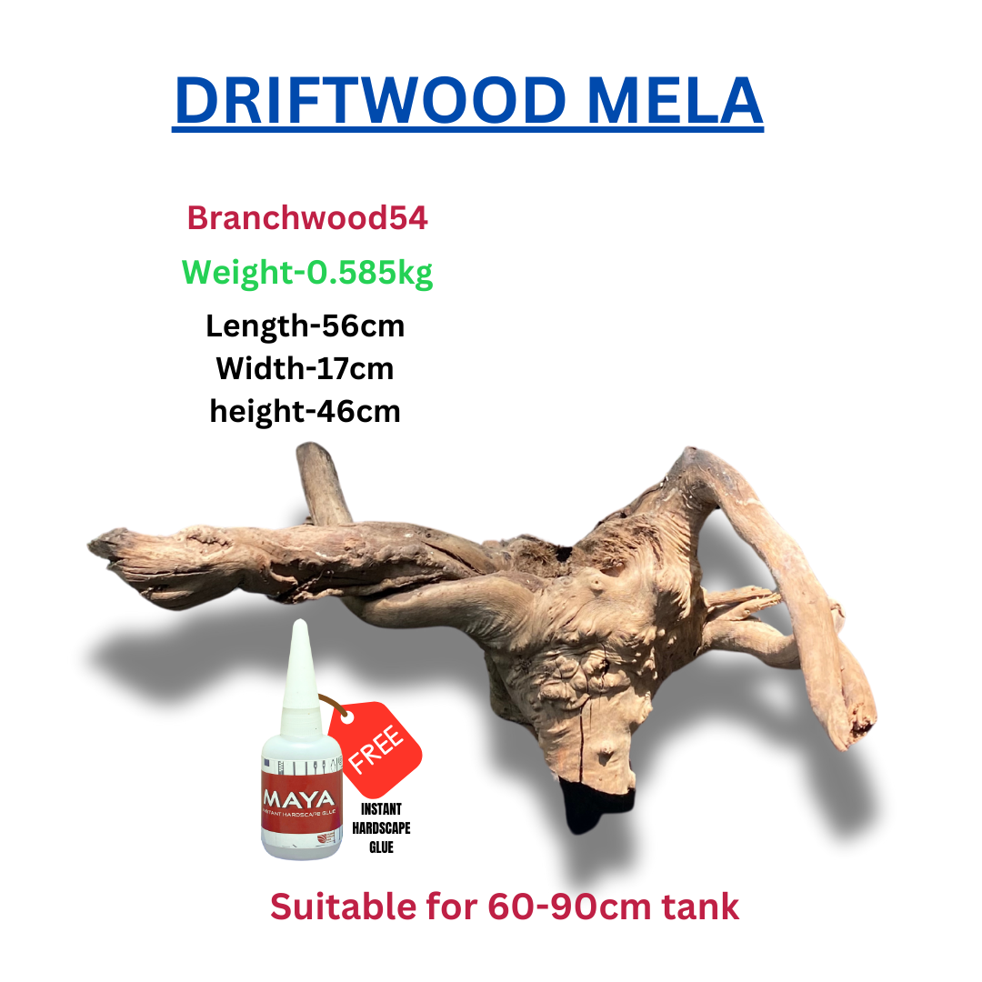 Driftwood BRANCHWOOD 054