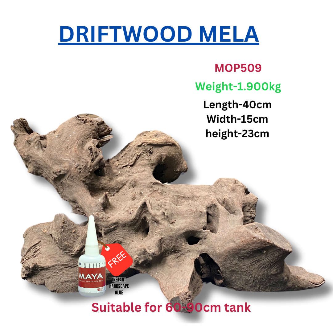 Driftwood BRANCHWOOD 059