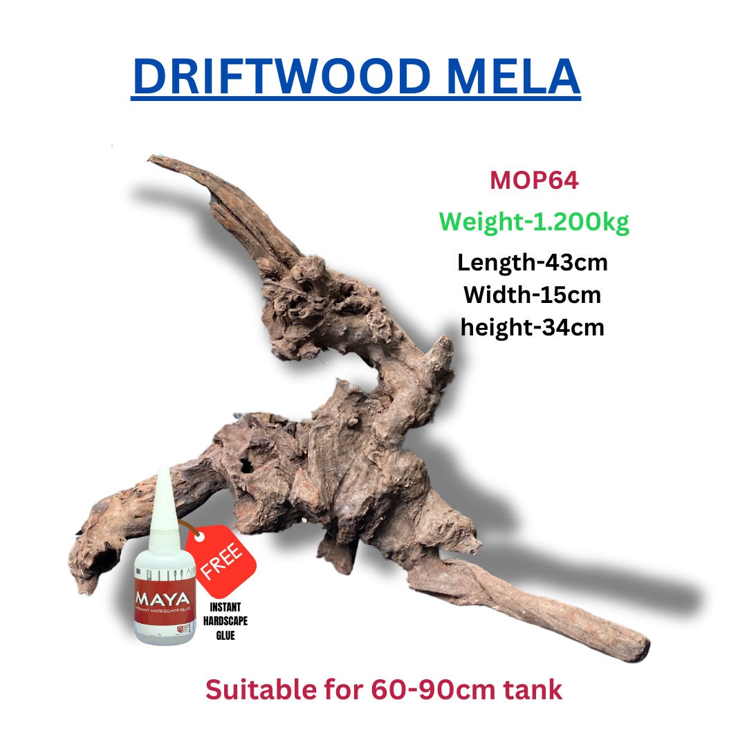 Driftwood BRANCHWOOD 064