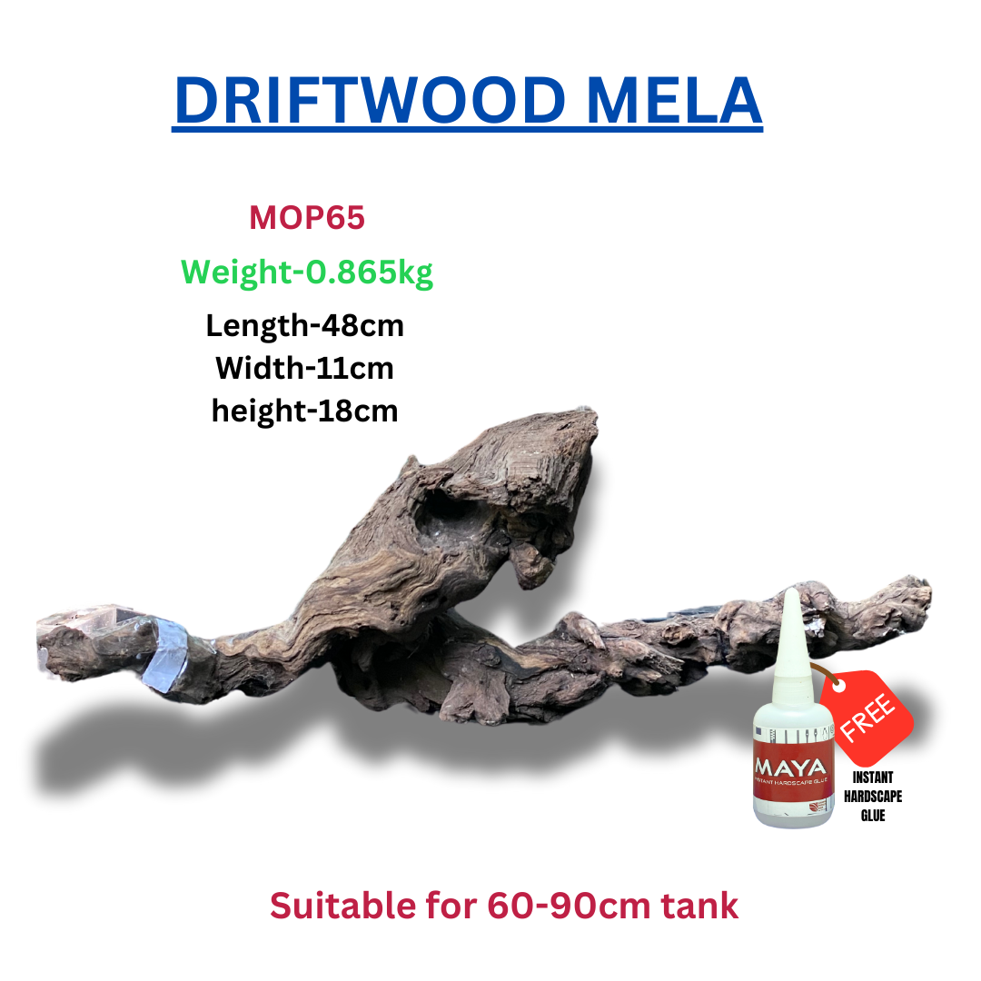 Driftwood BRANCHWOOD 065