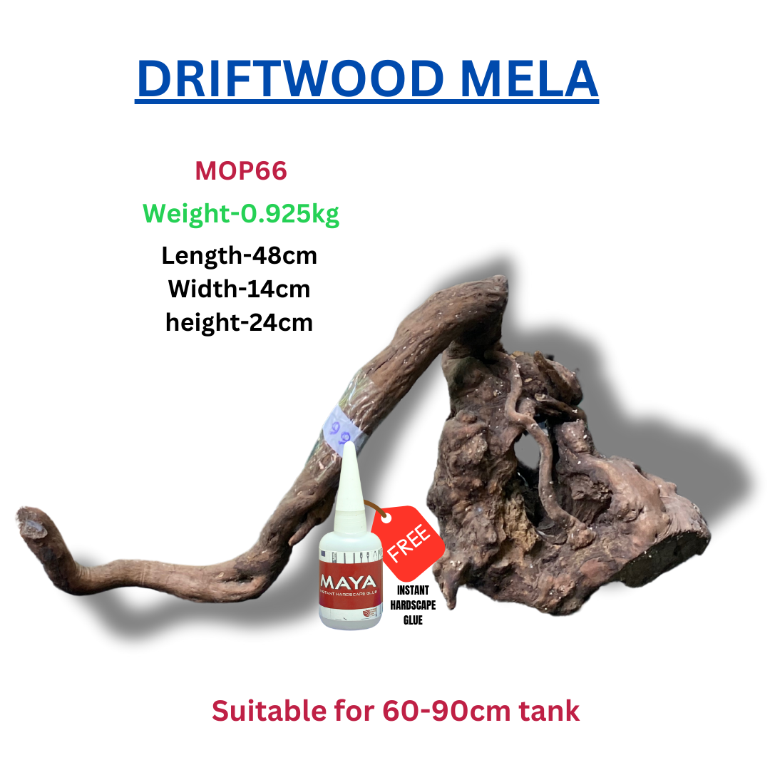 Driftwood BRANCHWOOD 066