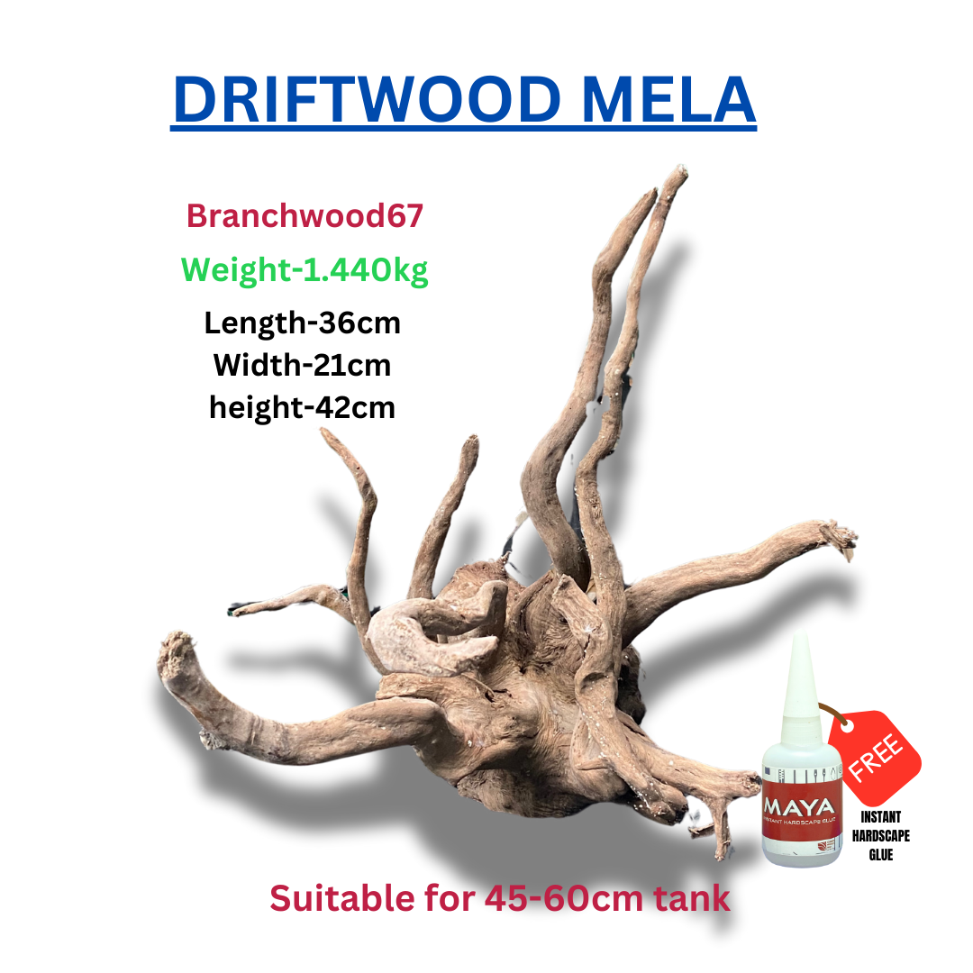 Driftwood BRANCHWOOD 067